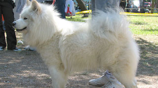 Image 1171079 (auto)