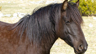 Divlji konji na Velebitu, foto: Leo Banić
