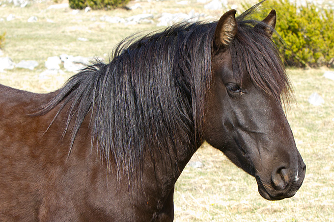 Divlji konji na Velebitu, foto: Leo Banić