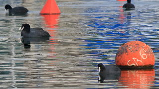 Liske u uvali Bregdetti