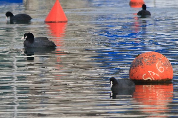 Liske u uvali Bregdetti