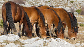 Velebitski divlji konji, Foto: Leo Banić