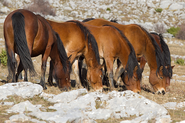 Velebitski divlji konji, Foto: Leo Banić