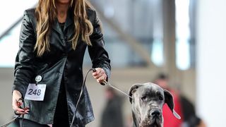 Izložba pasa na Zagrebačkom velesajmu Izložba pasa na Zagrebačkom velesajmu