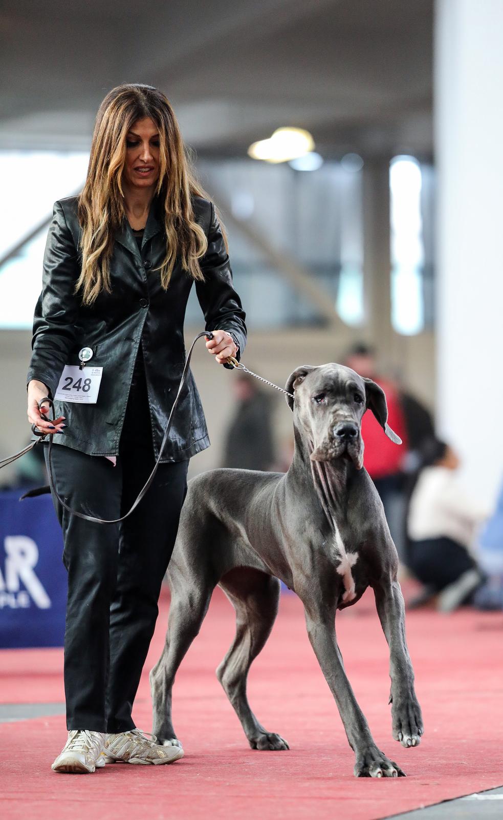 Izložba pasa na Zagrebačkom velesajmu Izložba pasa na Zagrebačkom velesajmu