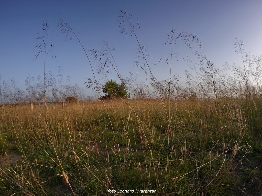 Zaton; solana Nin, foto-L. Kvarantan