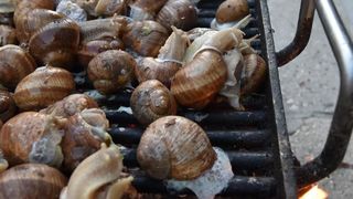 U sklopu Benkovackog kulturnog ljeta Grad Benkovac i Turisticka zajednica Grada Benkovca vec cetvrtu godinu za redom organiziraju manifestaciju Puzevim korakom. Radi se o gastro manifestaciji pripreme i degustacije puzeva. Posjetitelji su imali prilike d U sklopu Benkovackog kulturnog ljeta Grad Benkovac i Turisticka zajednica Grada Benkovca vec cetvrtu godinu za redom organiziraju manifestaciju Puzevim korakom. Radi se o gastro manifestaciji pripreme i degustacije puzeva. Posjetitelji su imali prilike d