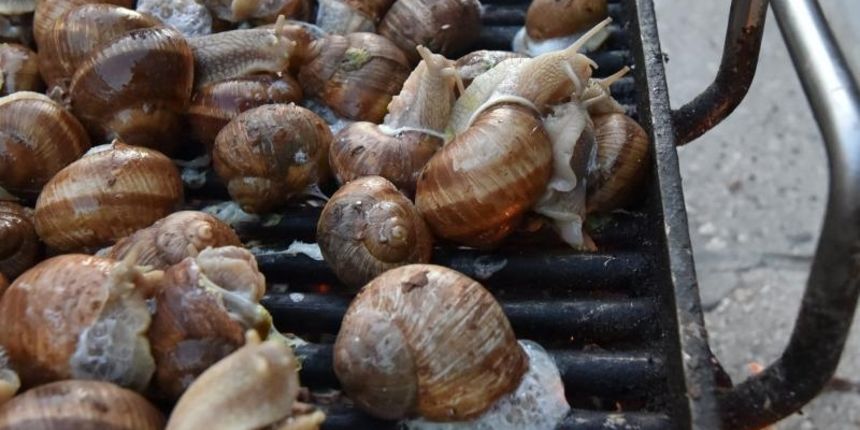 U sklopu Benkovackog kulturnog ljeta Grad Benkovac i Turisticka zajednica Grada Benkovca vec cetvrtu godinu za redom organiziraju manifestaciju Puzevim korakom. Radi se o gastro manifestaciji pripreme i degustacije puzeva. Posjetitelji su imali prilike d U sklopu Benkovackog kulturnog ljeta Grad Benkovac i Turisticka zajednica Grada Benkovca vec cetvrtu godinu za redom organiziraju manifestaciju Puzevim korakom. Radi se o gastro manifestaciji pripreme i degustacije puzeva. Posjetitelji su imali prilike d