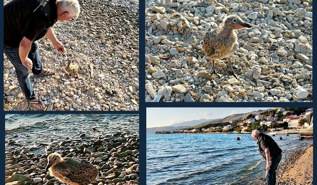 Priča o paškom ribaru i mladom galebu