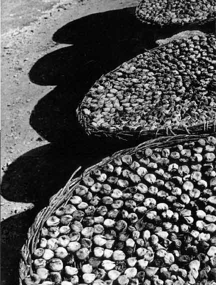 Braća Brkan: Slike sna i svjetlosti Braća Brkan: Slike sna i svjetlosti