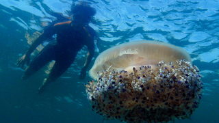 Pula, 020910.
U uvali Zelenika snimljena je meduza koja ima promjer klobuka oko 35 cm. Vjerojatno se radi o mediteranskoj meduzi (Cotylorhiza tuberculata) koja je uobicajena na Mediteranu i Jadranskome moru i nije opasna. Zanimljivo je da je ova vrsta svo