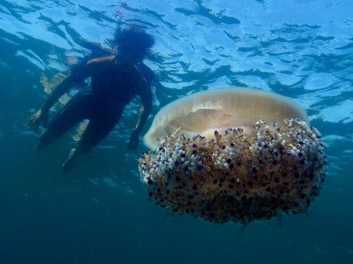 Pula, 020910.
U uvali Zelenika snimljena je meduza koja ima promjer klobuka oko 35 cm. Vjerojatno se radi o mediteranskoj meduzi (Cotylorhiza tuberculata) koja je uobicajena na Mediteranu i Jadranskome moru i nije opasna. Zanimljivo je da je ova vrsta svo