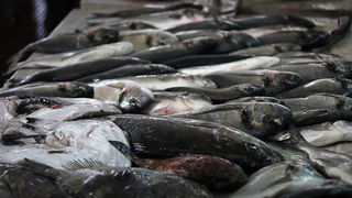 Đir po pešakariji 6. travnja 2012. (foto:Saša Čuka) Đir po pešakariji 6. travnja 2012. (foto:Saša Čuka)