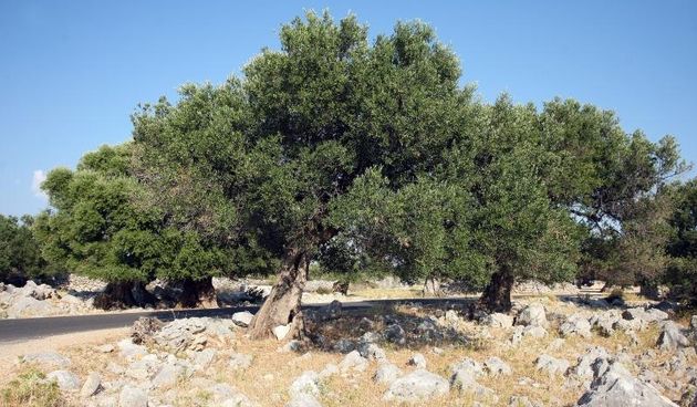 Lun: u posjeti tisućljetnom masliniku, Foto: Luka Stanzl/PIXSELL