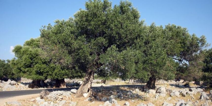 Lun: u posjeti tisućljetnom masliniku, Foto: Luka Stanzl/PIXSELL Lun: u posjeti tisućljetnom masliniku, Foto: Luka Stanzl/PIXSELL