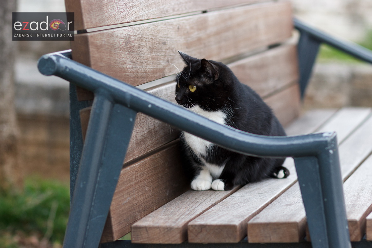 Đir po gradu, ponedjeljak 15. siječnja 2018.