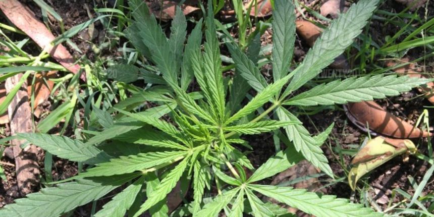 Marihuana Marihuana