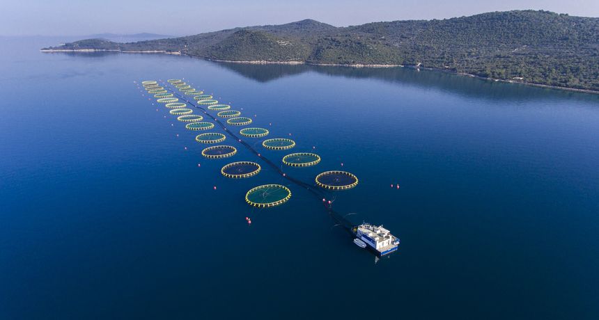 Cromaris nastavlja s rastom proizvodnje i izvoza te iznimno vrijednim inovacijama: Uzgojeni gof i zubatac