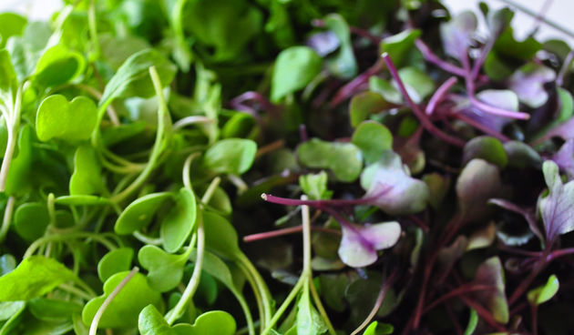 Sirova hrana, salata, povrće, prehrana