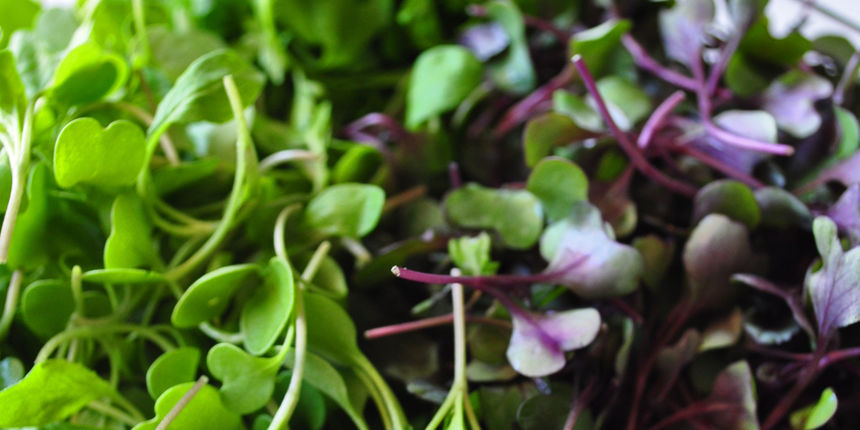 Sirova hrana, salata, povrće, prehrana Sirova hrana, salata, povrće, prehrana