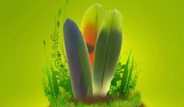 Green Parrot Pictures Google, foto: tportal.hr