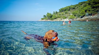 Vis 210812.
Otok Vis jedan je od najudaljenijih hrvatskih otoka koji broji nesto manje od 3 i pol tisuce stanovnika.No u vrijeme turisticke sezone otok postaje omiljena destinacija turistima od kojih je tradicionalno u kolovozu najvise Talijana.Vis ima bo