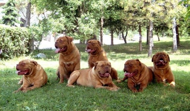 Bordoška doga, kućni ljubimci, psi