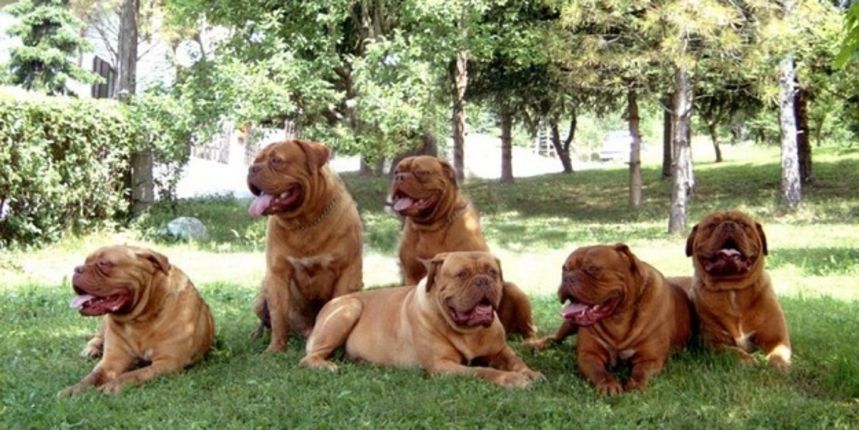 Bordoška doga, kućni ljubimci, psi Bordoška doga, kućni ljubimci, psi