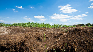 Zlatno žito Dalmacije, slama, foto: Leo Banić