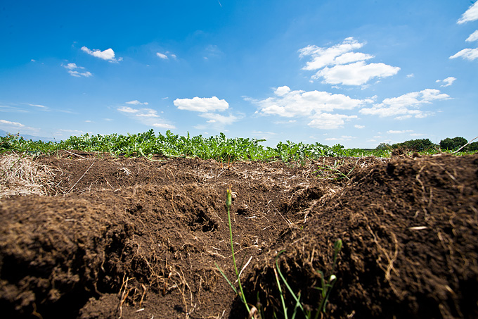 Zlatno žito Dalmacije, slama, foto: Leo Banić