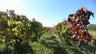 Boje jeseni u vinogradu Boje jeseni u vinogradu