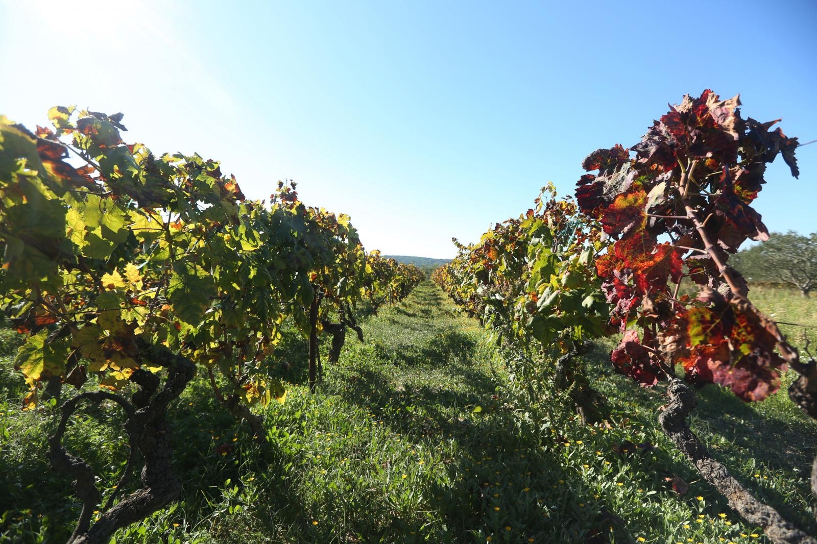 Boje jeseni u vinogradu Boje jeseni u vinogradu