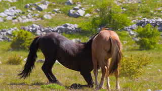 Divlji konji Velebita, foto: Leo Banic