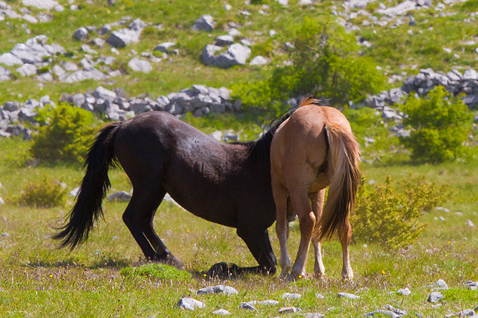 Divlji konji Velebita, foto: Leo Banic
