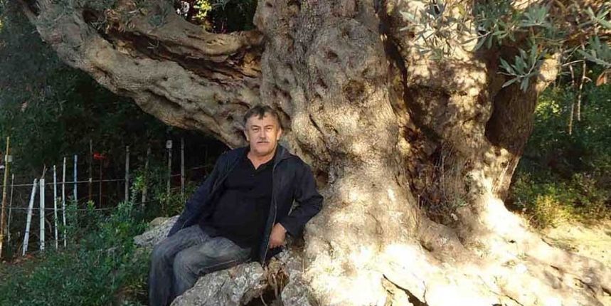 Vebija Abazović iz Bara vlasnik je masline stare 2.056 godina Vebija Abazović iz Bara vlasnik je masline stare 2.056 godina