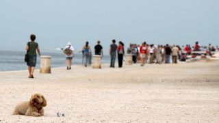 Image 1200521 (auto)