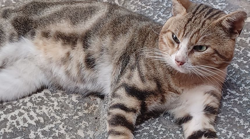 Macka maca Macka maca