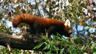 Bebe crvene pande u zagrebackom ZOO-u, Foto: ZOO Zagreb Bebe crvene pande u zagrebackom ZOO-u, Foto: ZOO Zagreb