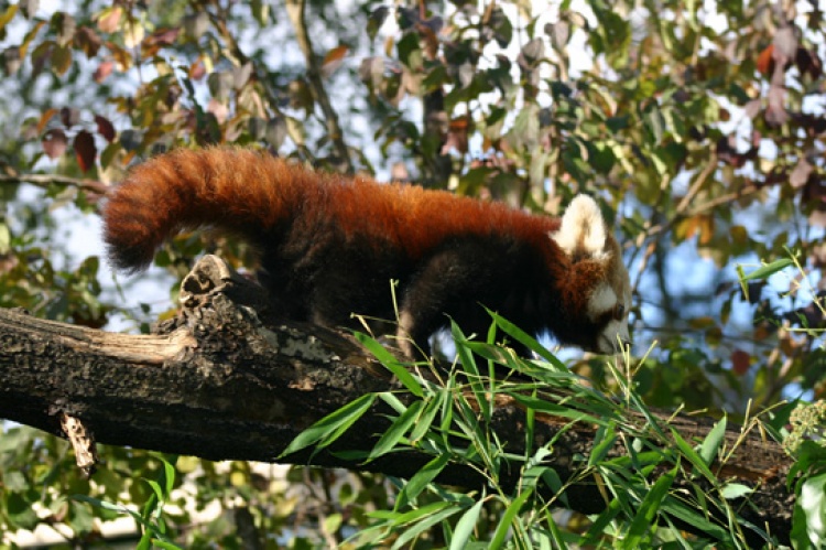 Bebe crvene pande u zagrebackom ZOO-u, Foto: ZOO Zagreb Bebe crvene pande u zagrebackom ZOO-u, Foto: ZOO Zagreb