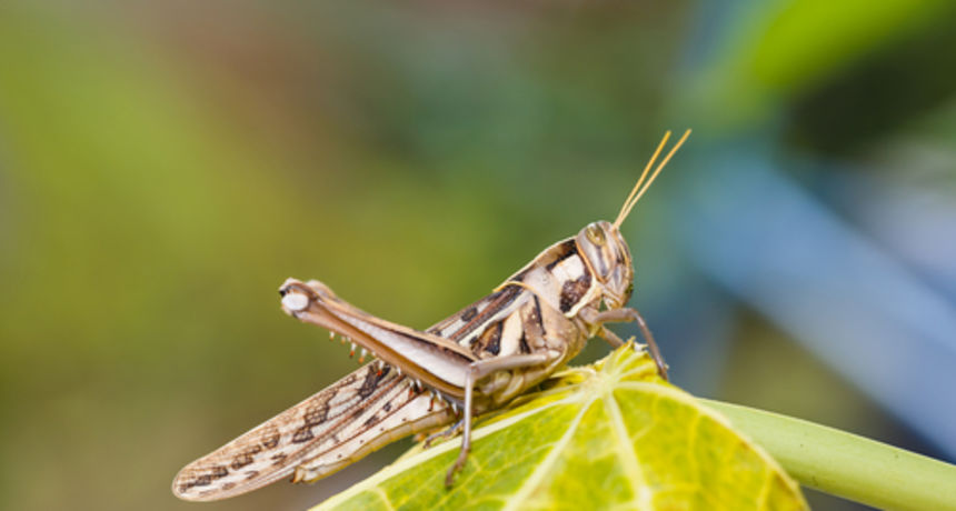 Europski skakavac Europski skakavac
