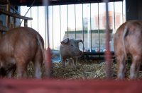 40 Karnevalska povorka Zadar 15.2.2026, Foto Bojan Bogdanić