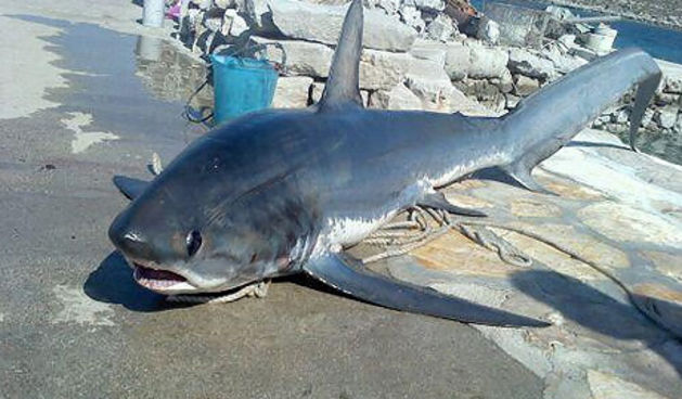 Ribar kod Kornata ulovio morskog psa dugog 3,6 metara i teškog preko 150 kg, foto: jutarnji.hr