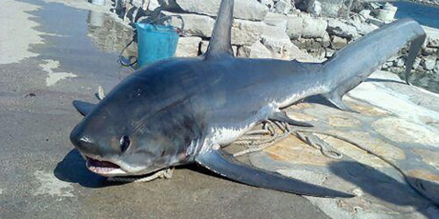 Ribar kod Kornata ulovio morskog psa dugog 3,6 metara i teškog preko 150 kg, foto: jutarnji.hr Ribar kod Kornata ulovio morskog psa dugog 3,6 metara i teškog preko 150 kg, foto: jutarnji.hr