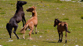 Divlji konji Velebita, foto: Leo Banic