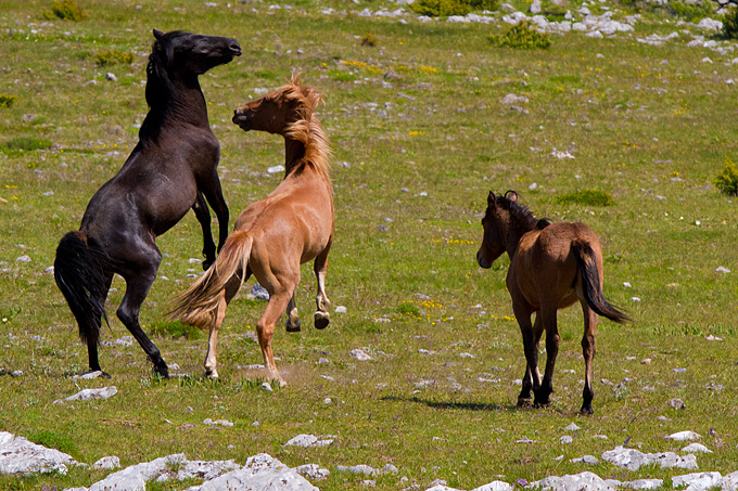 Divlji konji Velebita, foto: Leo Banic