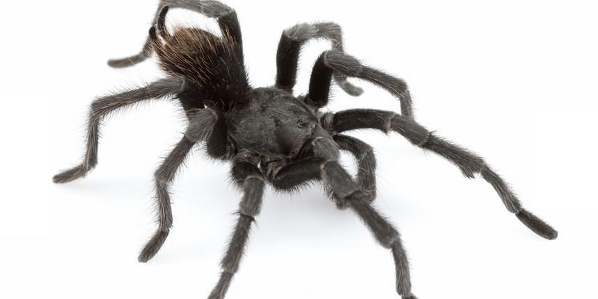 Aphonopelma johnnycashi – Tarantula Johnny Cash, Foto: Dr Brent Hendrixson and Dr Chris Hamilton