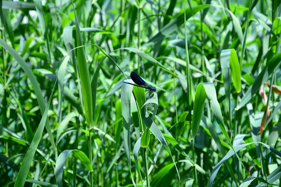 Đir do NP Krka. foto-Iva Perincic