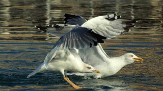 Galeb, Foto: Petar Botteri Galeb, Foto: Petar Botteri