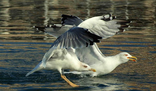 Galeb, Foto: Petar Botteri