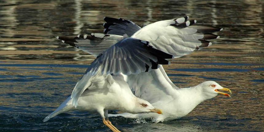 Galeb, Foto: Petar Botteri Galeb, Foto: Petar Botteri
